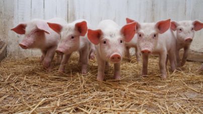 На Житомирщині зафіксували африканську чуму свиней