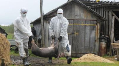 На Житомирщині відстріляли понад 1300 диких кабанів, борючись із чумою свиней