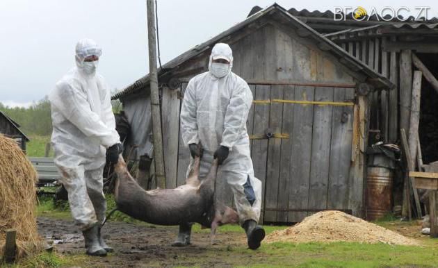 На Житомирщині відстріляли понад 1300 диких кабанів, борючись із чумою свиней