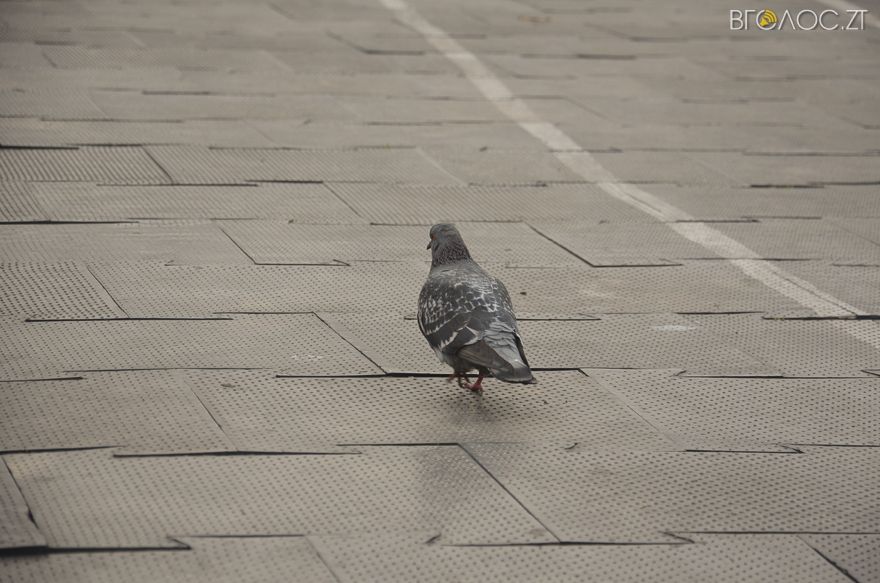 20160313-maslyana-14