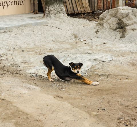 Найлюдяніші собаки – на вулицях Житомира (ФОТОРЕПОРТАЖ)