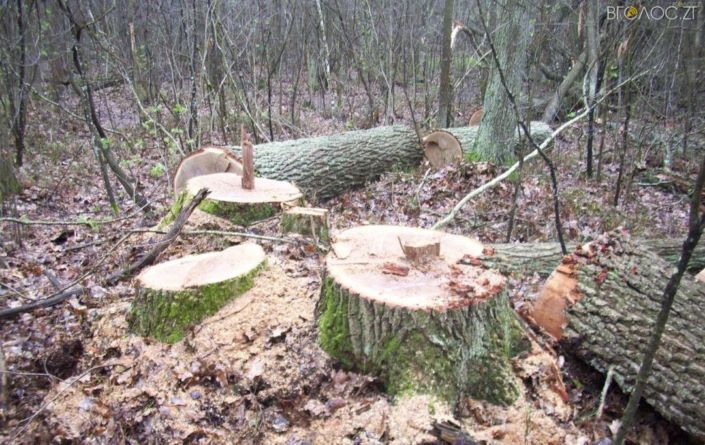 На Житомирщині лісокради зрізали та розкряжували 4 дуби