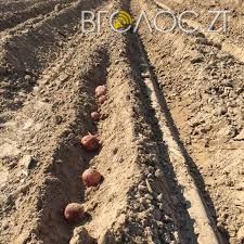 На Житомирщині засадили картоплею 2,5 тис. га