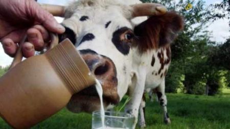 На Житомирщині у І кварталі надоїли молока більше, ніж у минулому році