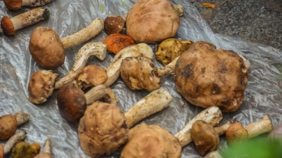 У Бердичівському районі ціла родина отруїлася грибами