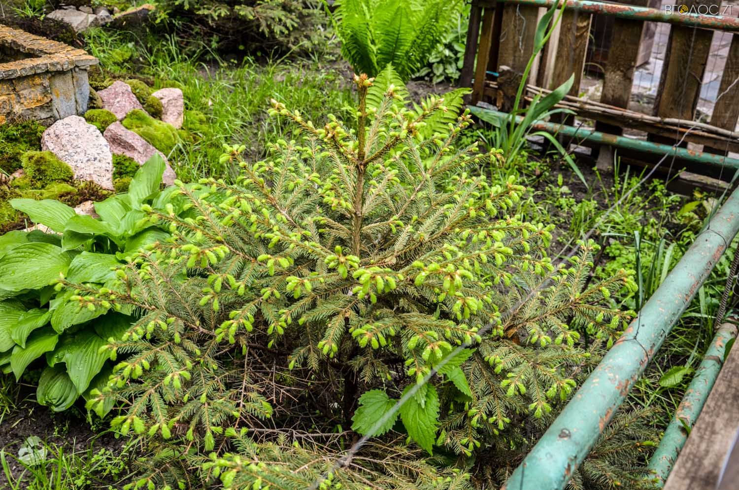 неординарний житомирський під'їзд-0331