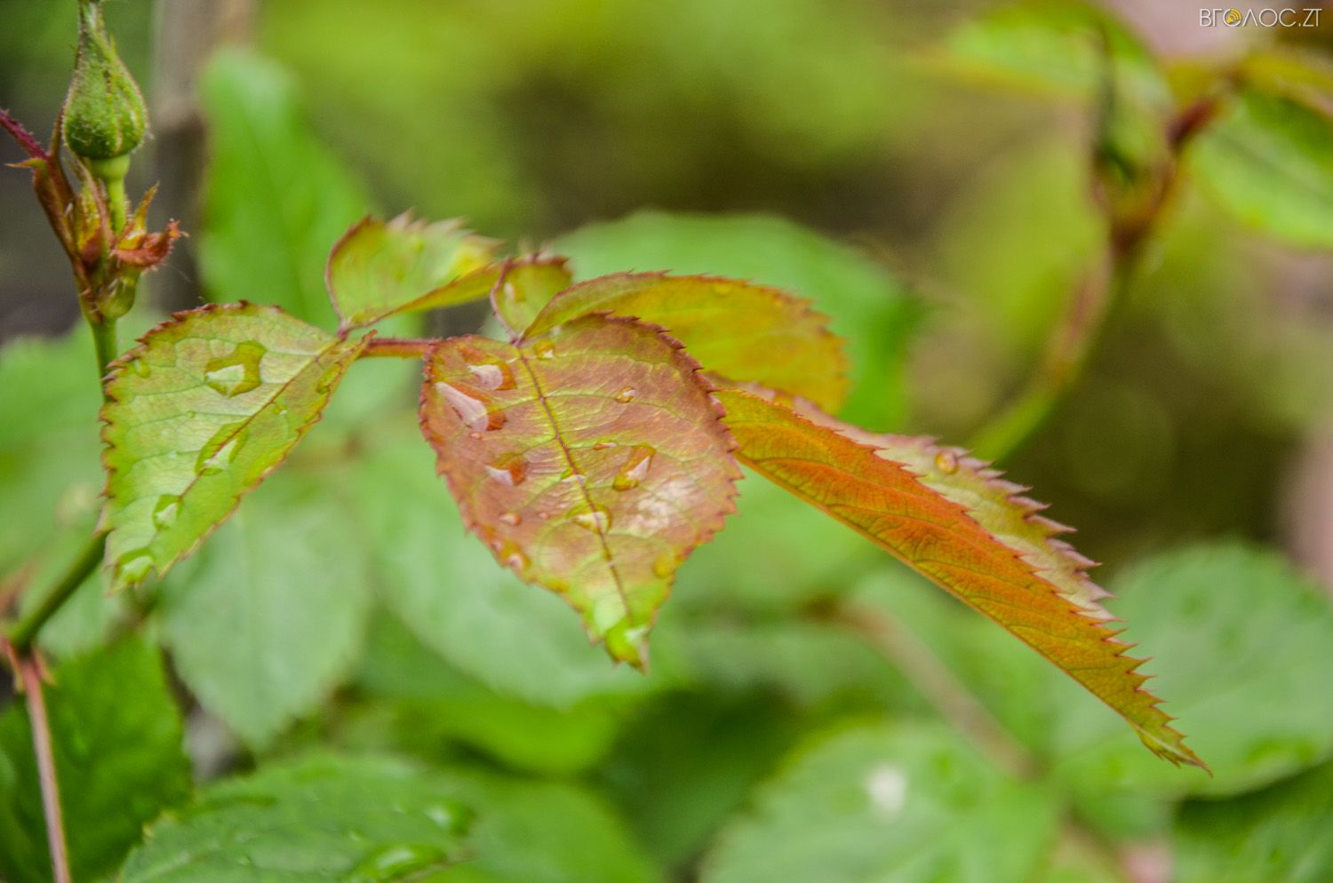неординарний житомирський під'їзд-0346