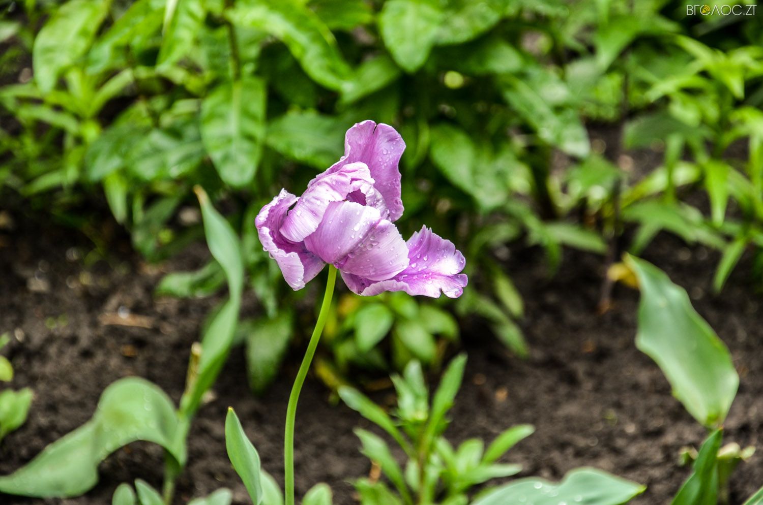 неординарний житомирський під'їзд-0351