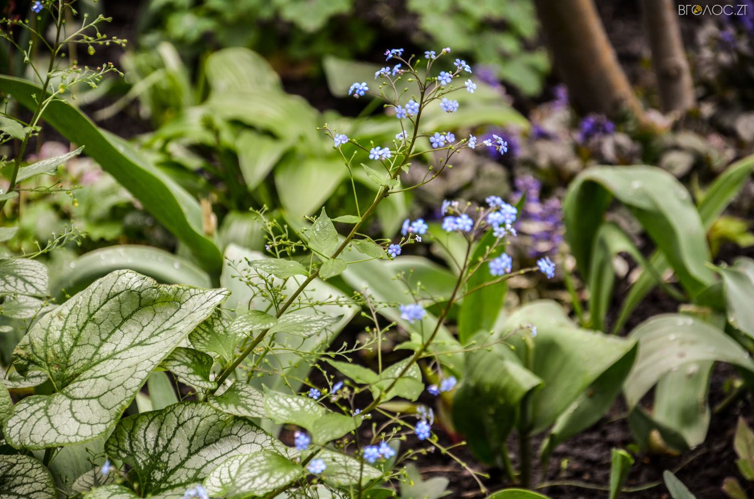 неординарний житомирський під'їзд-0358