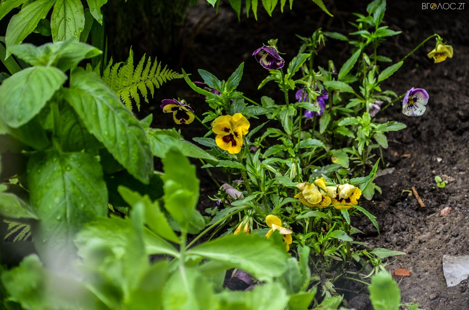 неординарний житомирський під'їзд-0372