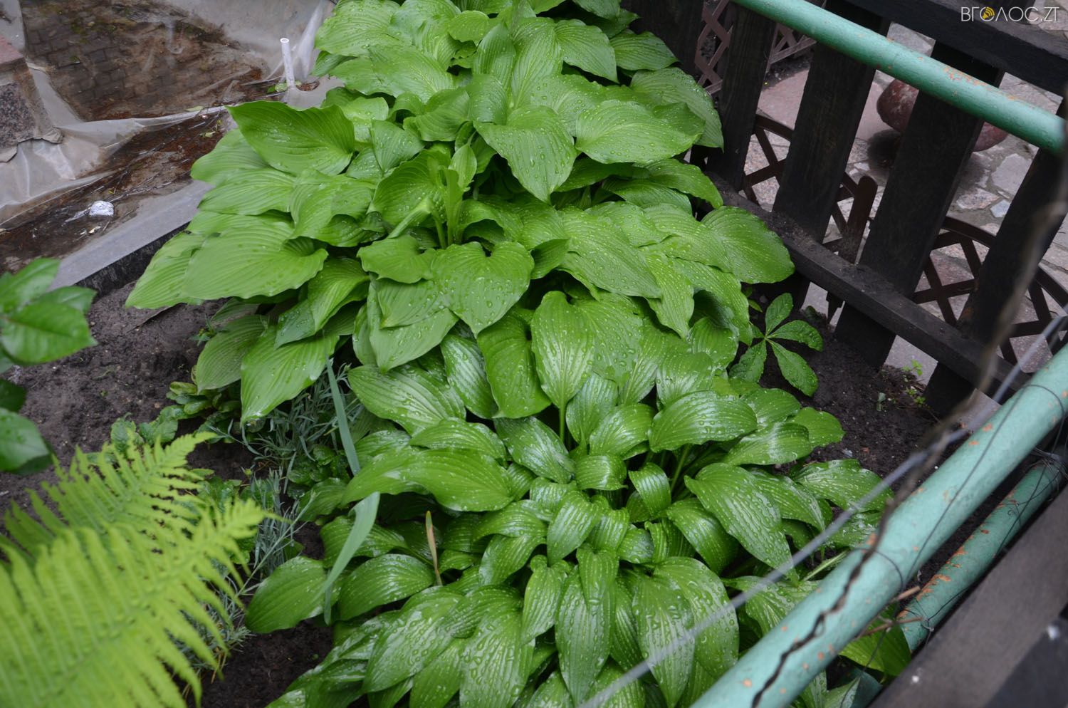 неординарний житомирський під'їзд-0373