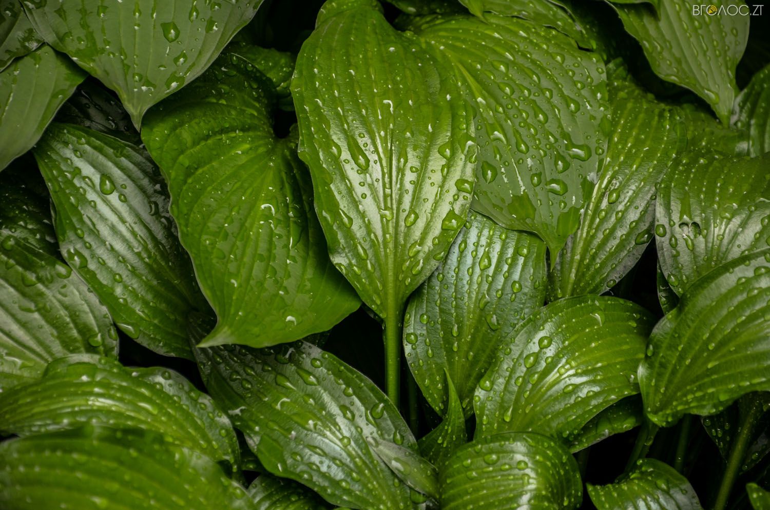 неординарний житомирський під'їзд-0374