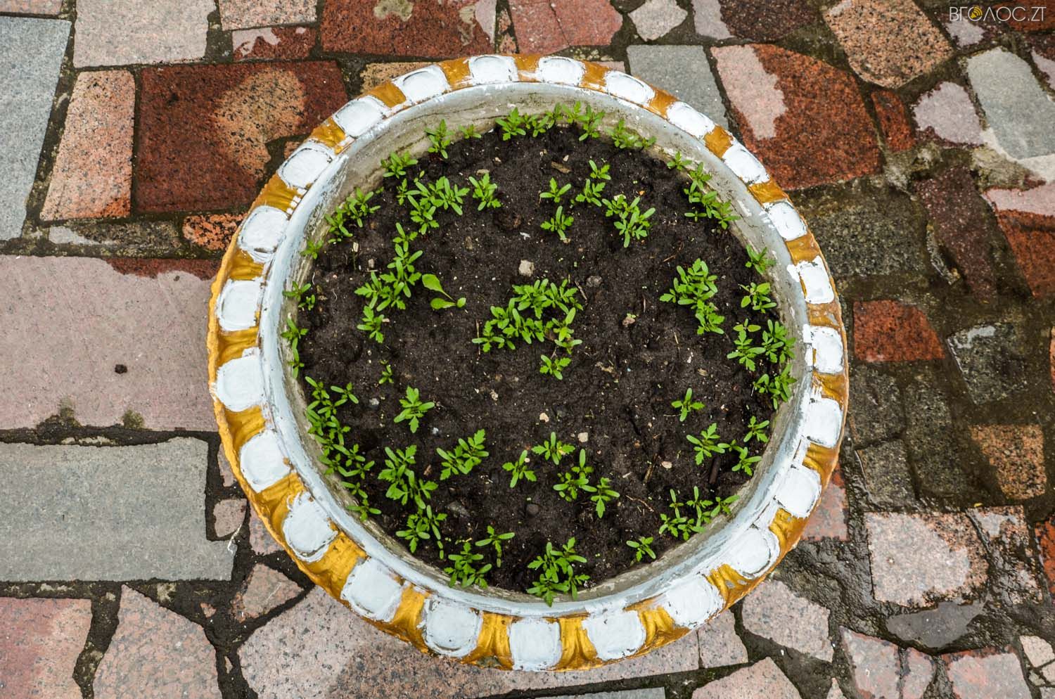 неординарний житомирський під'їзд-0381