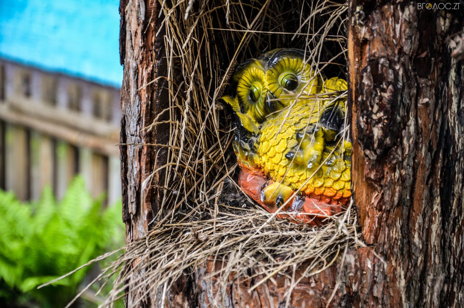 неординарний житомирський під'їзд-0387