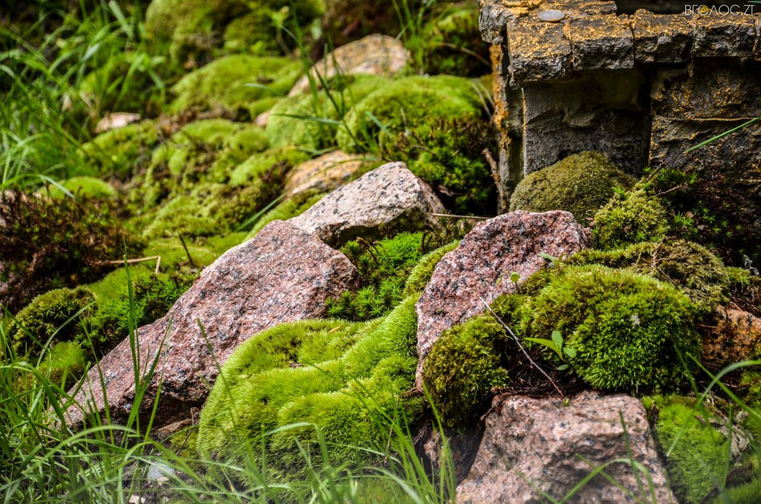 неординарний житомирський під'їзд-0394