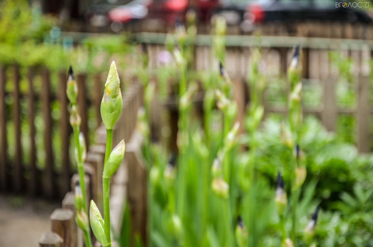 неординарний житомирський під'їзд-0414