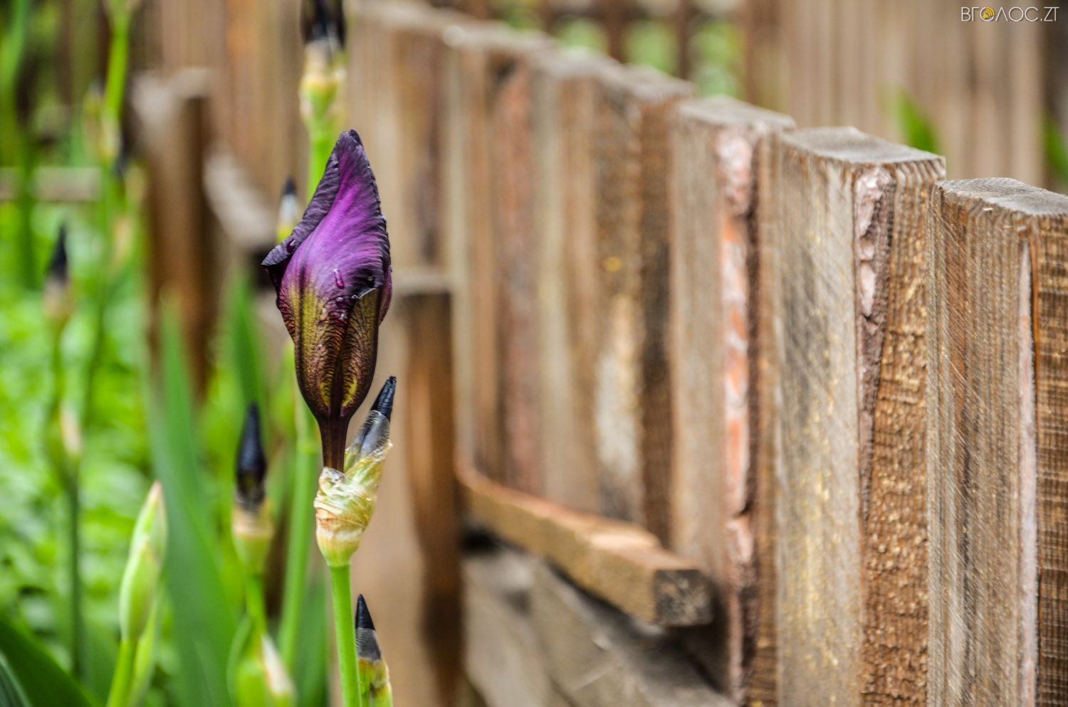 неординарний житомирський під'їзд-0415