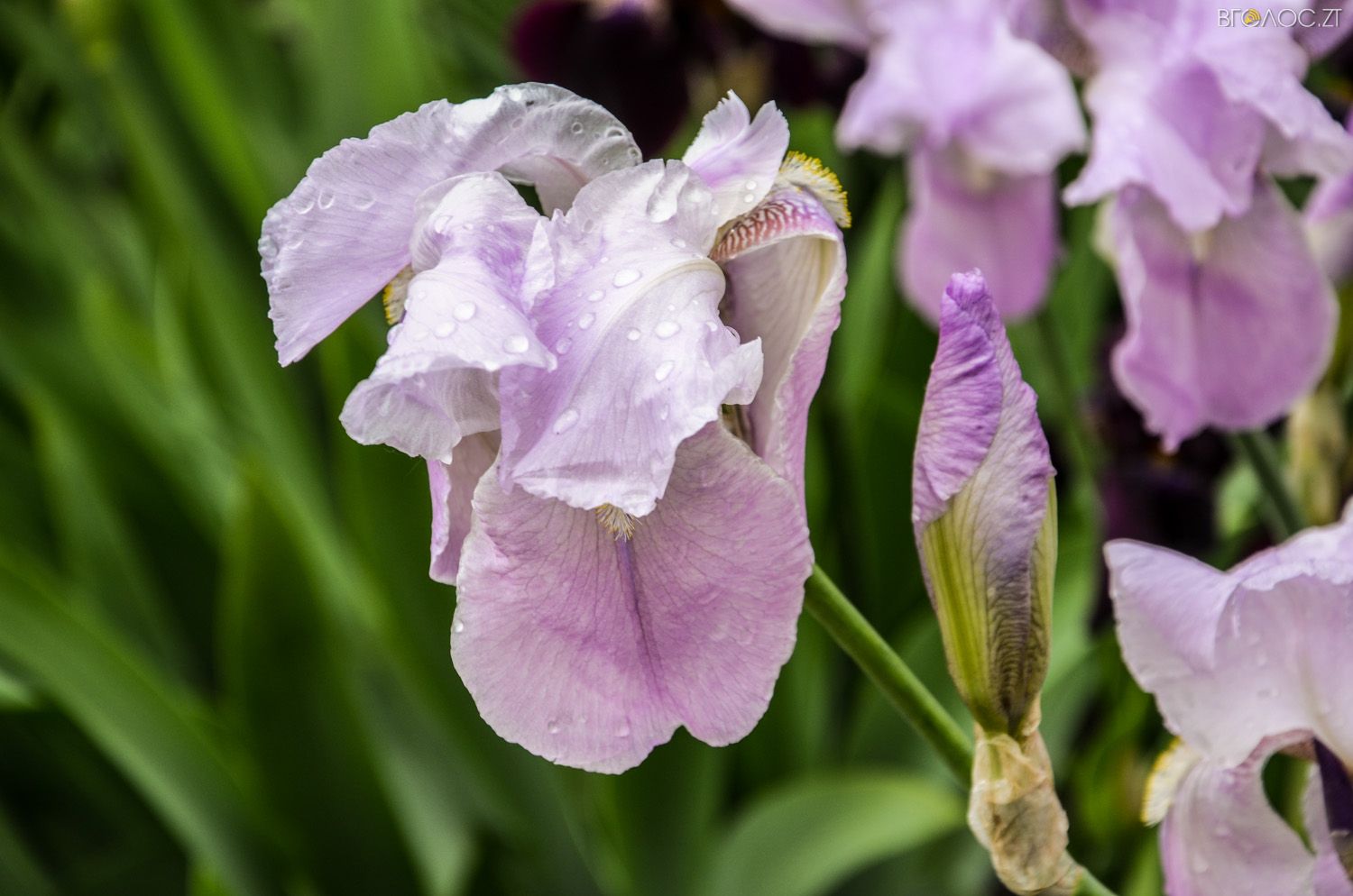 неординарний житомирський під'їзд-0422