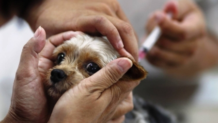 У Баранівці проведуть безкоштовну вакцинацію собак і кішок від сказу
