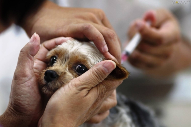 У Баранівці проведуть безкоштовну вакцинацію собак і кішок від сказу