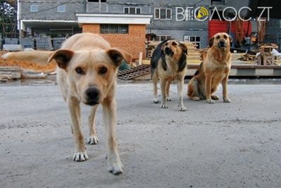 Вночі у Житомирі невідомі відстрілювали бездомних собак прямо з авто