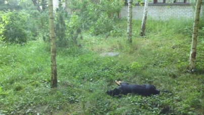 Невідомий отруїв безпритульних собак у Житомирі (ФОТО 16+)