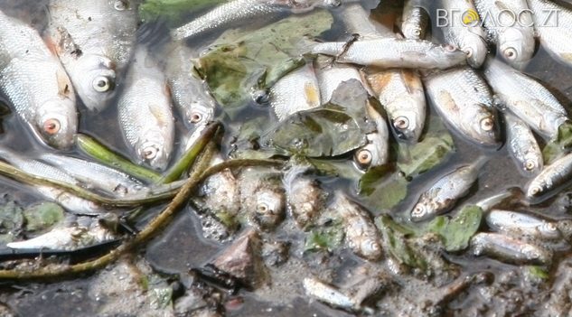 В  Овруцькому районі виявили масову загибель риби