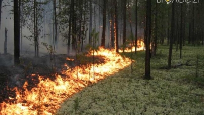 На Овруччині підпалили ліс