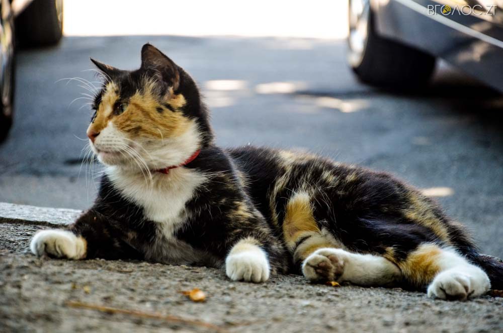 фоторепортаж 1-го травня (37 из 68)