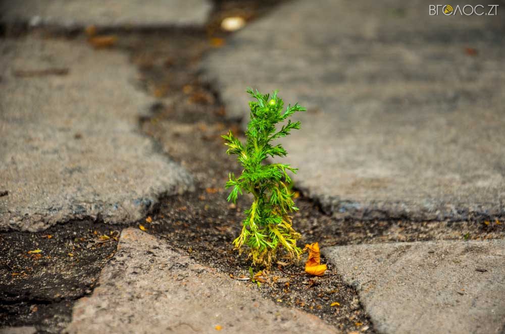 рослини (1 из 20)