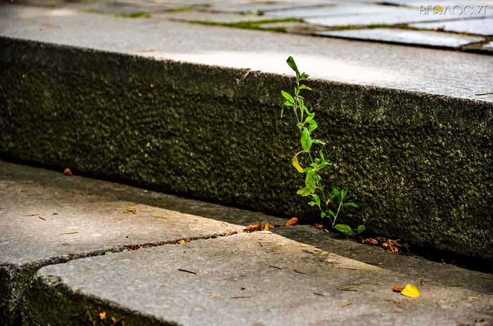 рослини (10 из 20)