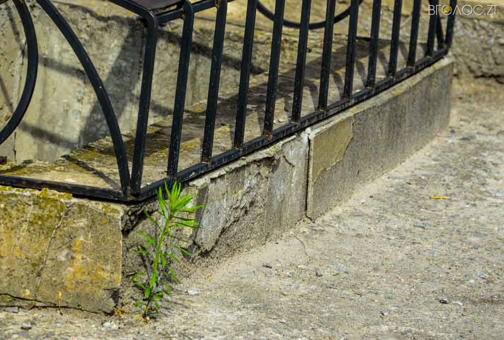 рослини (12 из 20)