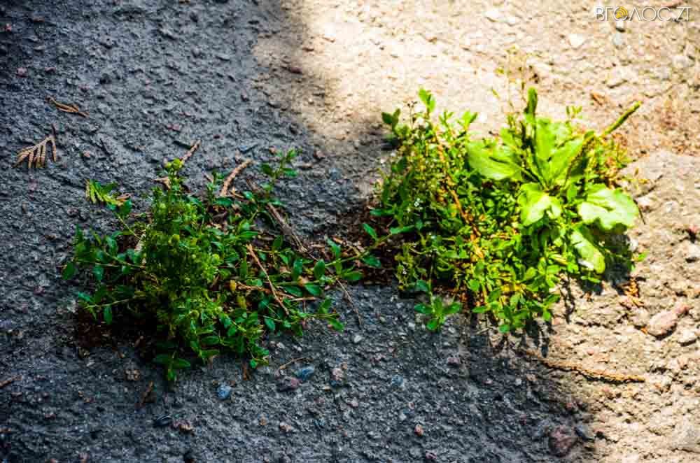 рослини (13 из 20)