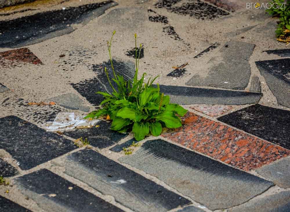 рослини (14 из 20)