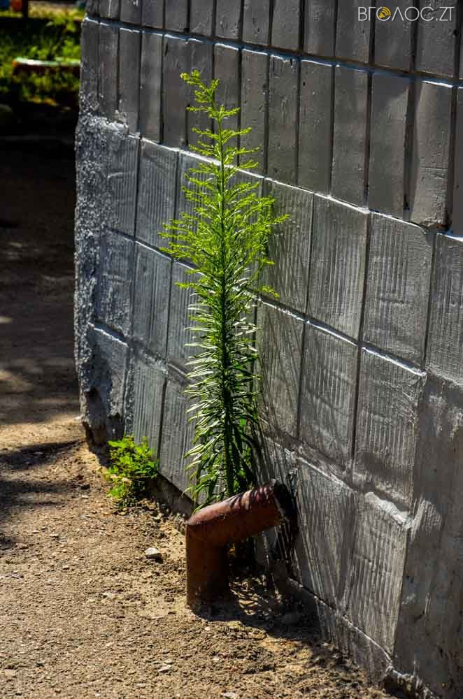 рослини (15 из 20)