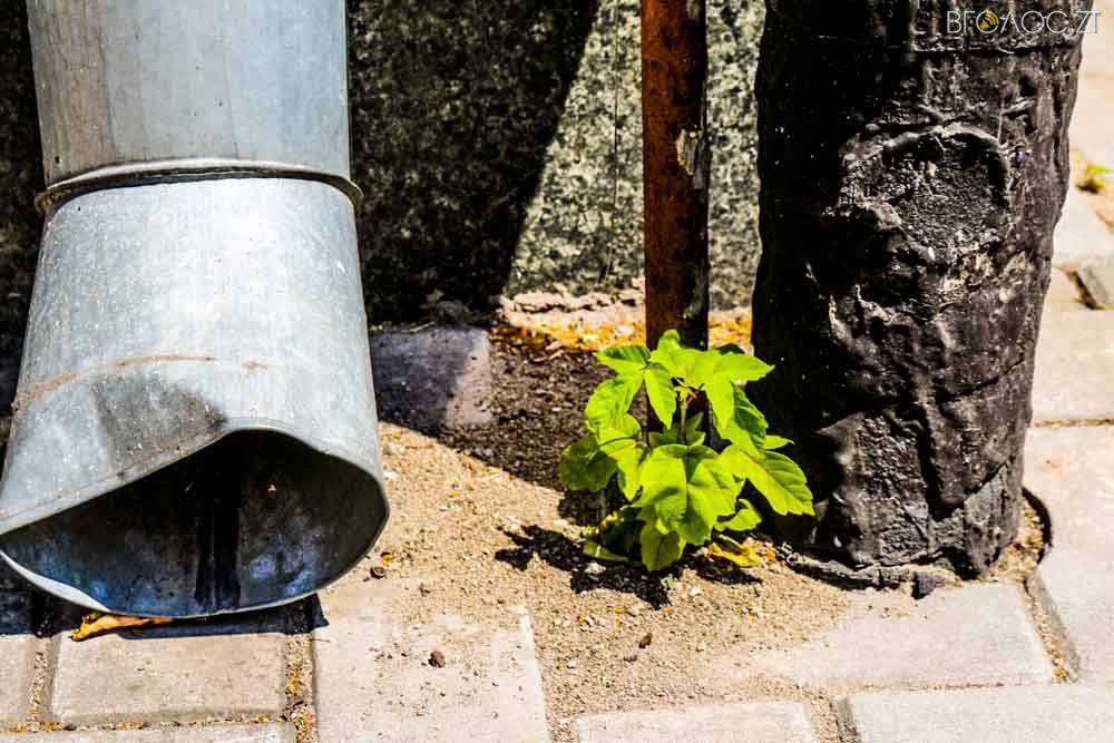 рослини (17 из 20)