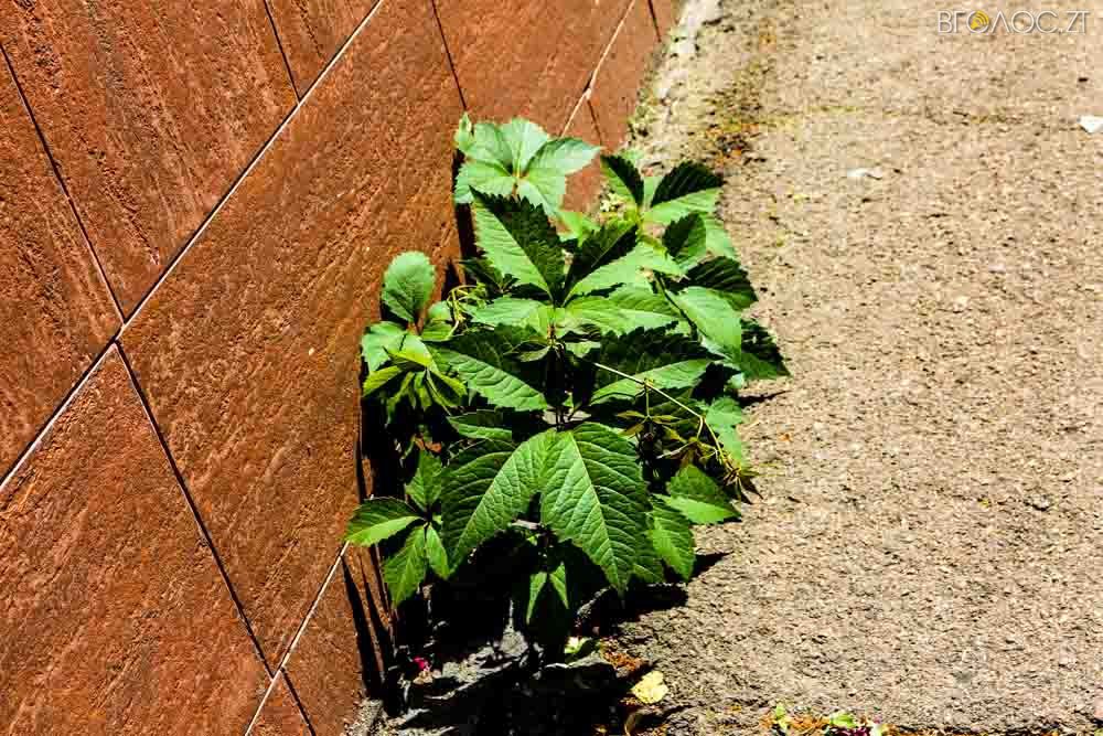 рослини (19 из 20)