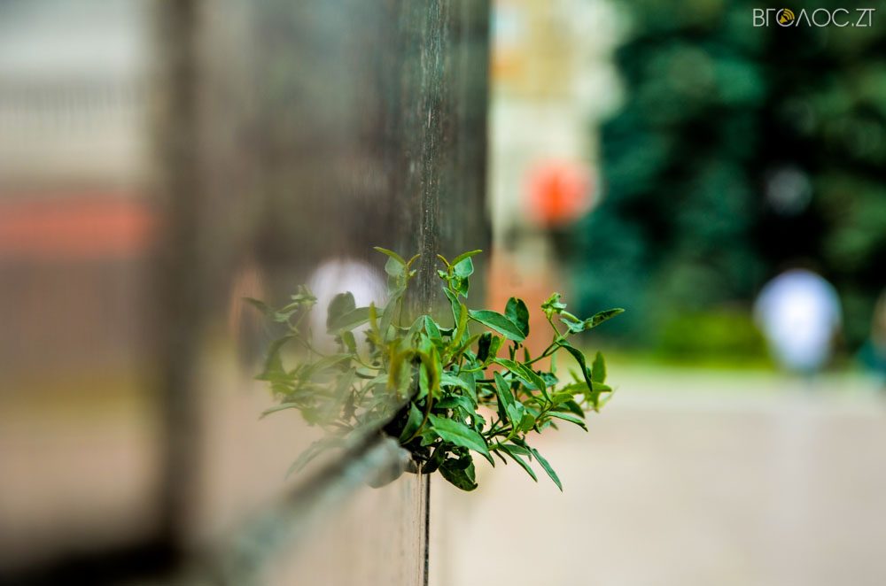 рослини (2 из 20)