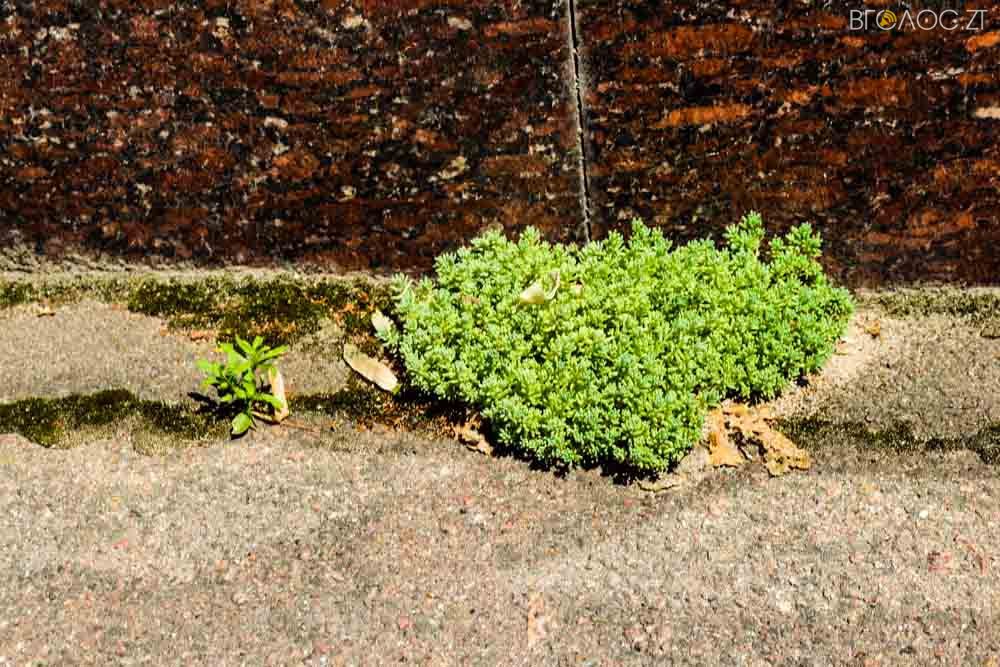 рослини (20 из 20)