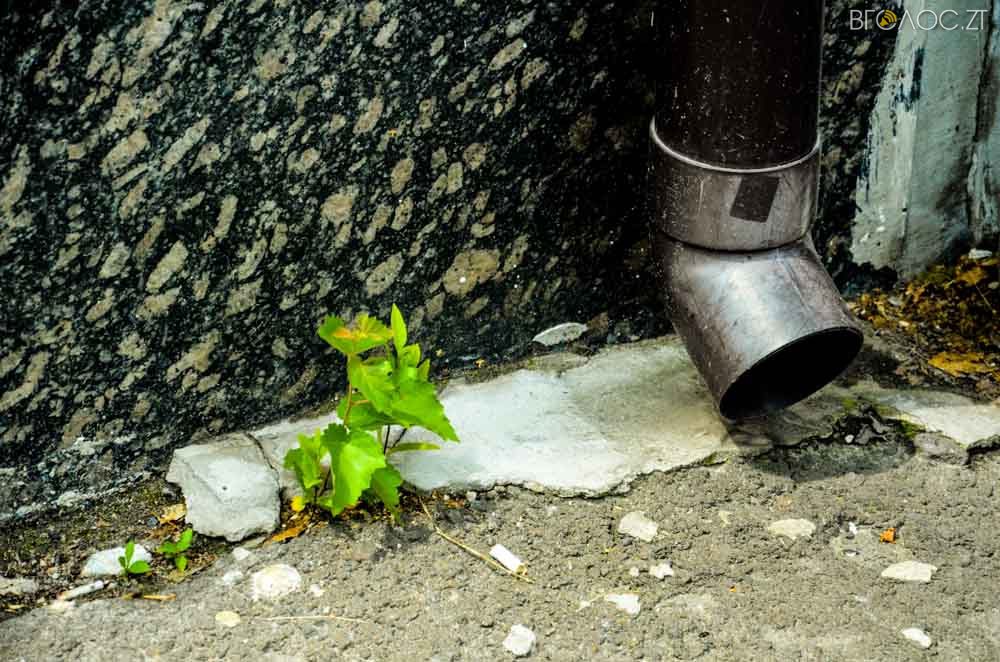 рослини (3 из 20)