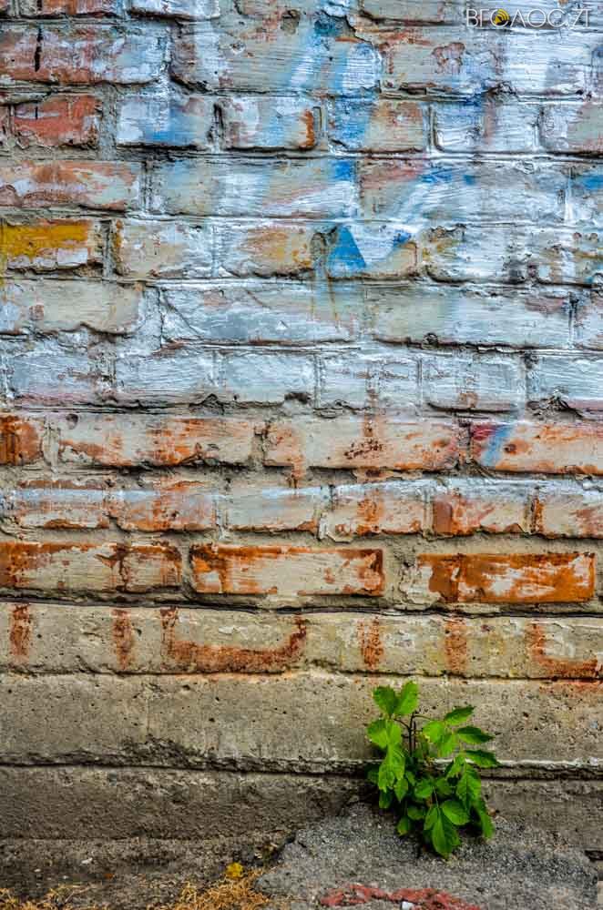 рослини (4 из 20)