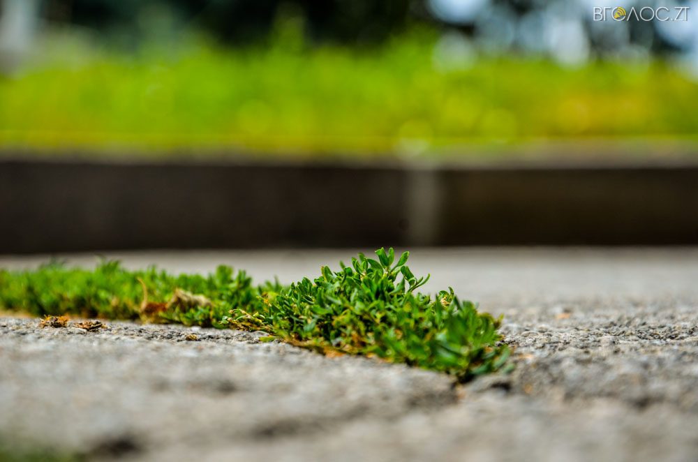 рослини (6 из 20)