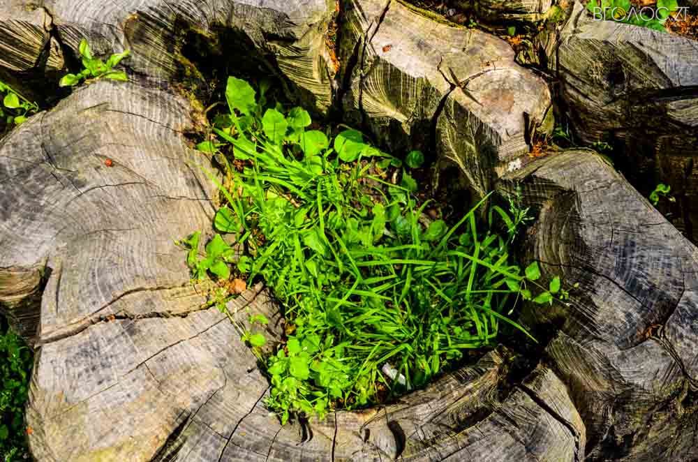 рослини (7 из 20)