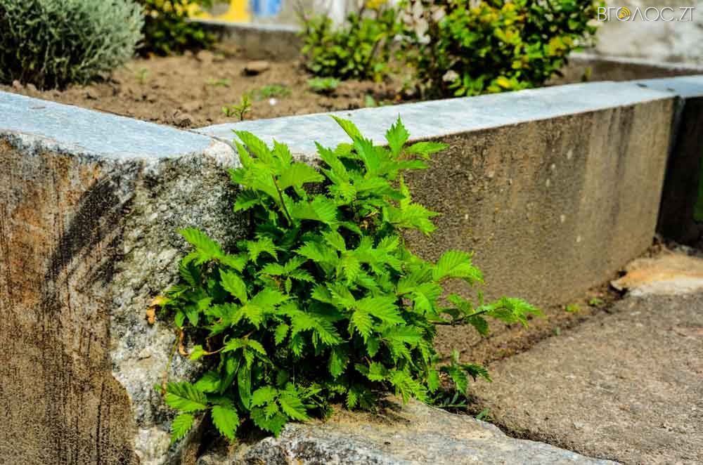 рослини (9 из 20)