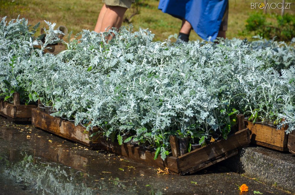 клумба (17 из 26)