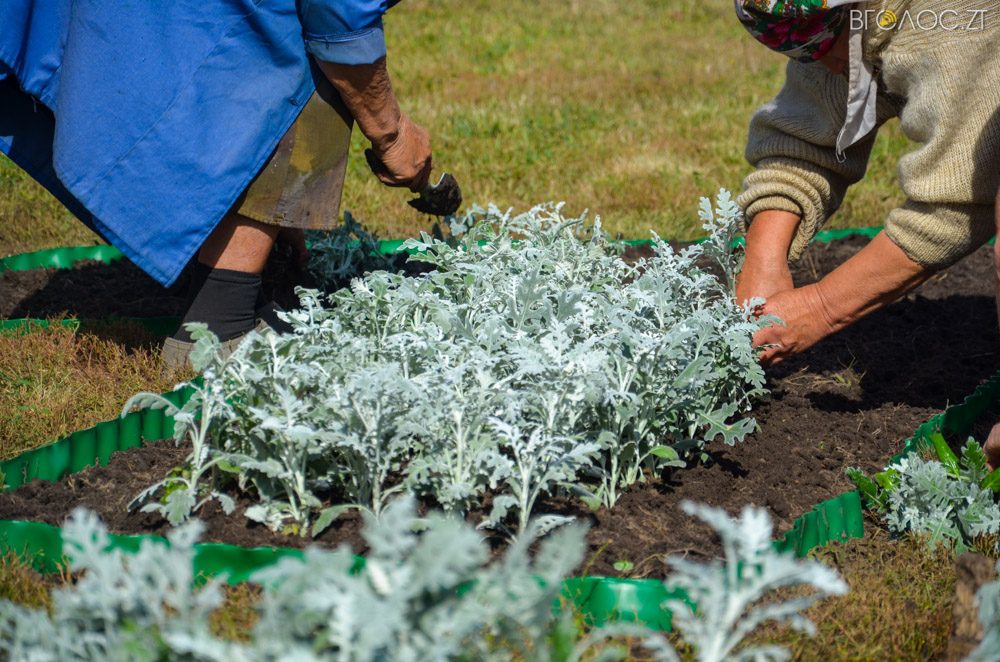 клумба (18 из 26)