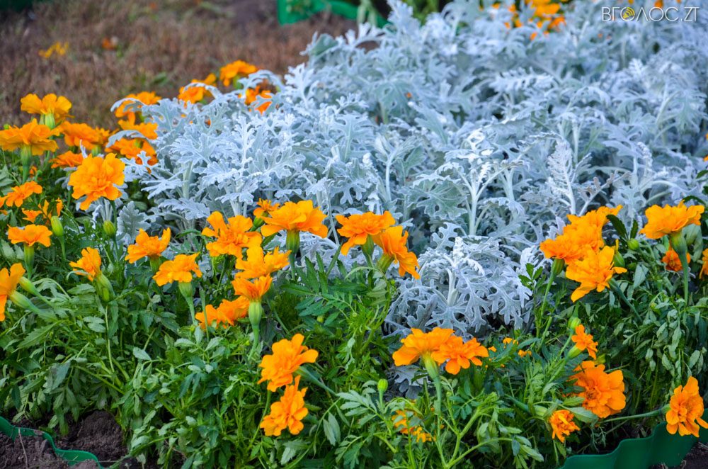 клумба (20 из 26)