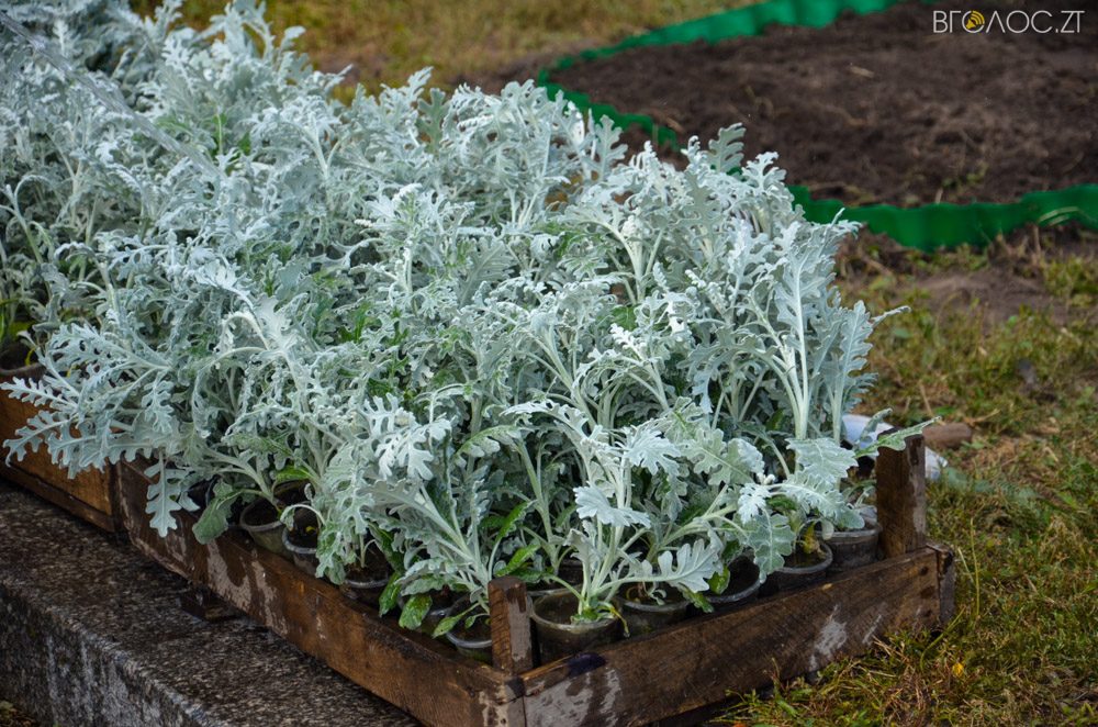 клумба (6 из 26)