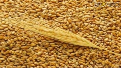 В області зібрали врожай зерна майже на 150 тисяч тонн більше, ніж торік