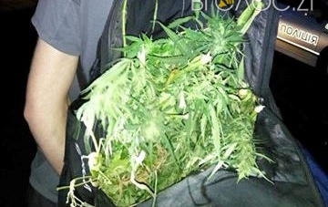 ﻿У Житомирі затримали чоловіка з рюкзаком рослин коноплі